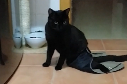 Mi gato paralítico Blaky con su capa
