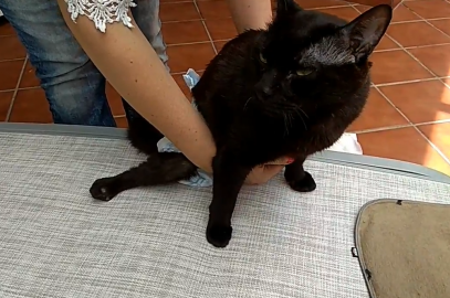 cambiando los pañales a mi gato paralítico Blaky