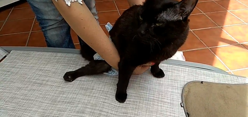 cambiando los pañales a mi gato paralítico Blaky