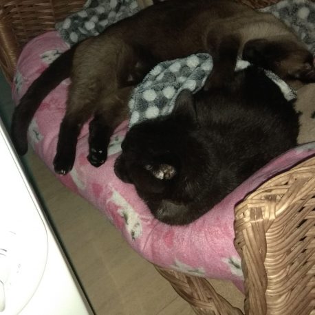 Mis gatos Blaky y Sushi dormidos frente al radiador