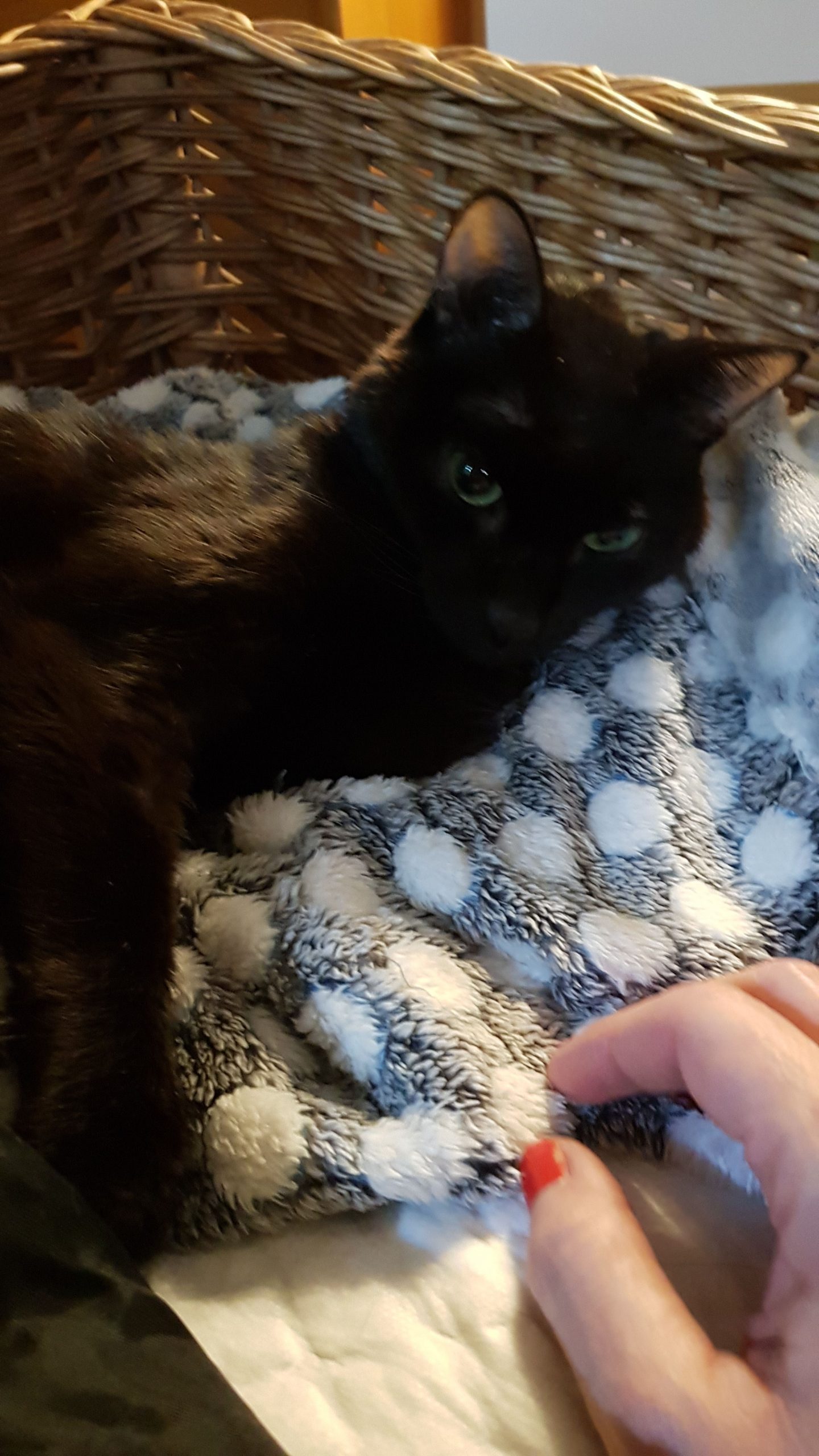 Mi gato Blaky con su mantita esponjosa