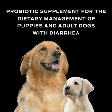 suplemento probiótico de manejo dietético de cachorros y perros adultos con diarrea