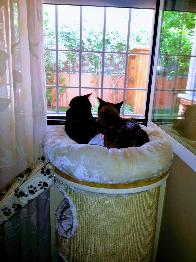 Blaky y Sushi mirando por la ventada desde su barril rascador
