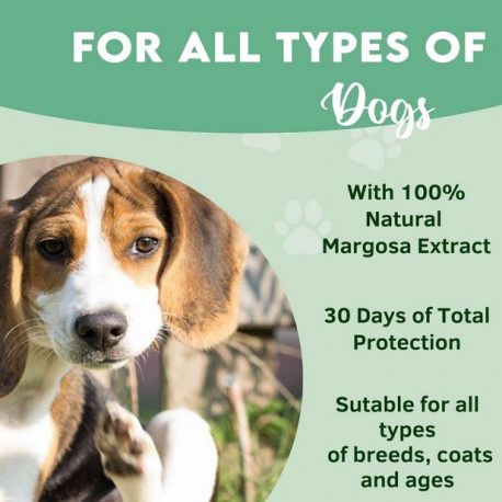 pipetas, 30 días de protección para perros