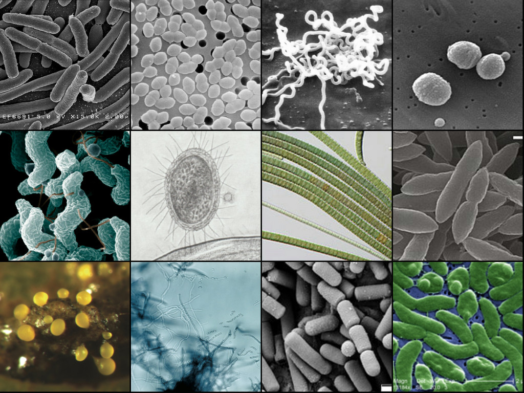 Las bacterias, son organismos microscópicos unicelulares que crecen y se multiplican por toda la Tierra