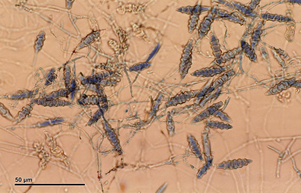 El dermatofito microsporum gypseum, es un hongo microscópico geofílico, que puede afectar a las especies animales
