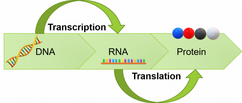 Diferencias entre el ADN y el ARN