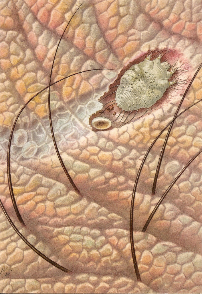 El ácaro sarcoptes scabiei, que causa la sarna, ataca al animal poniendo sus huevos por debajo de la piel