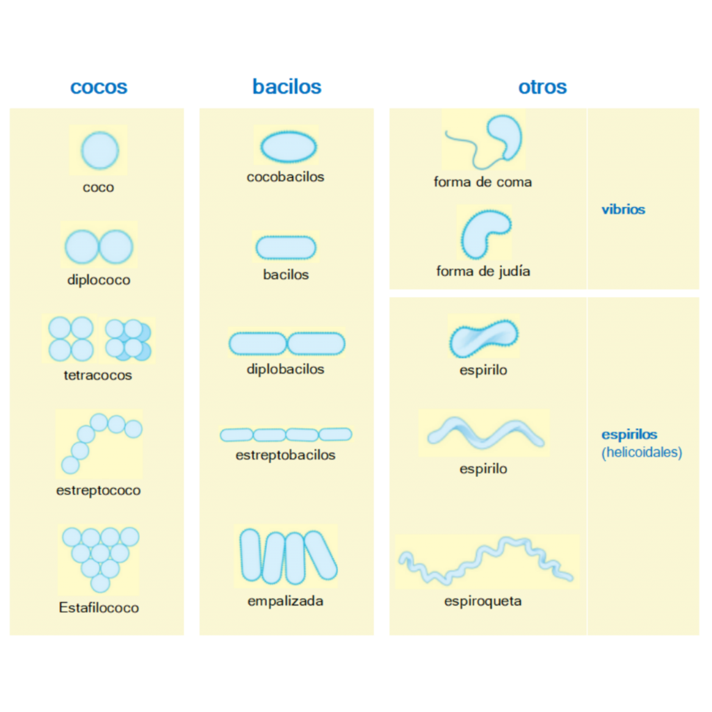Formas mas frecuentes de las bacterias y sus asociaciones