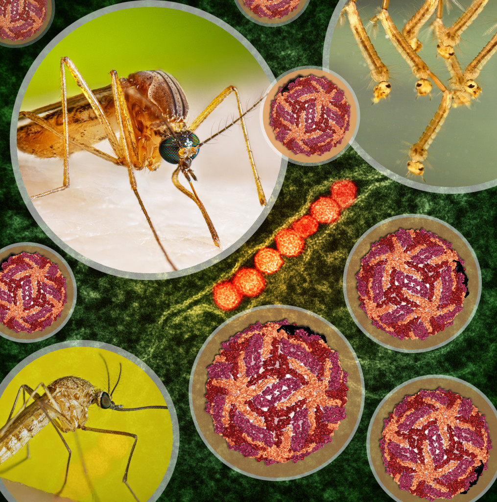 Imágen del mosquito culex, que transmite el virus de la fiebre del Nilo