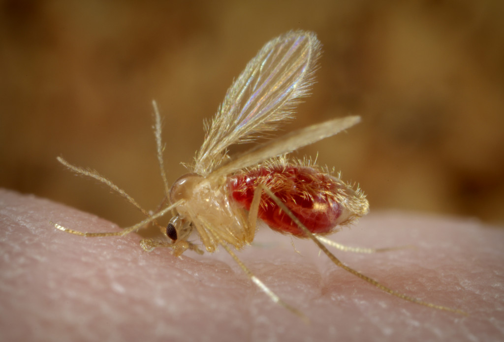 Los mosquitos flebotomos, cómo éste mosquito de la arena o flebotomo papatasi, son vectores responsables de la propagación de la leishmani