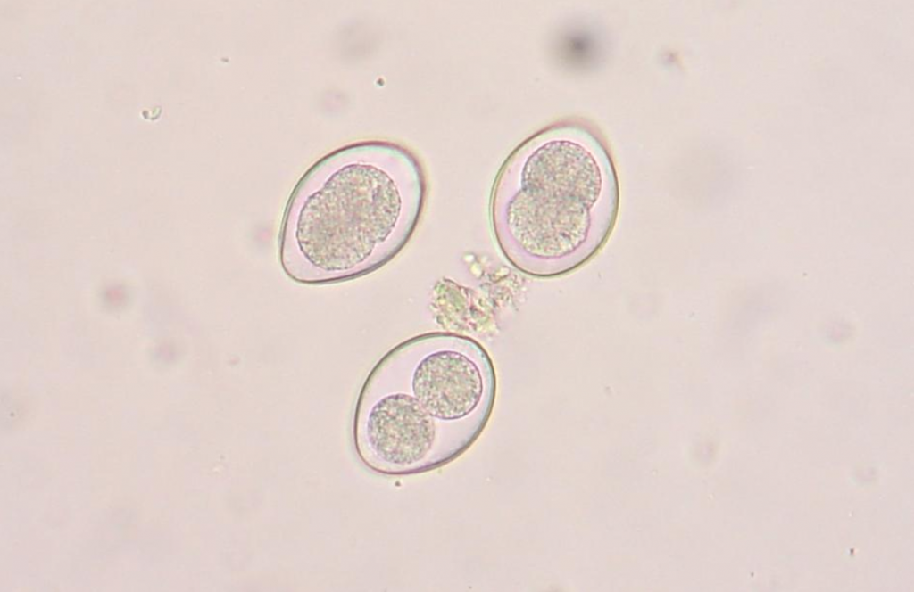 Ooquistes de coccidios Cystoisospora en una flotación fecal de un gato
