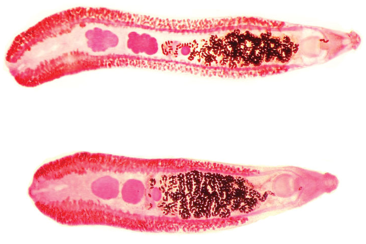 Trematodo echinostoma, es un parásito intestinal que tienen como húespedes intermadiarios a moluscos bivalvos o pescado, y se propaga cuando los humanos o los animales los toman como alimento.