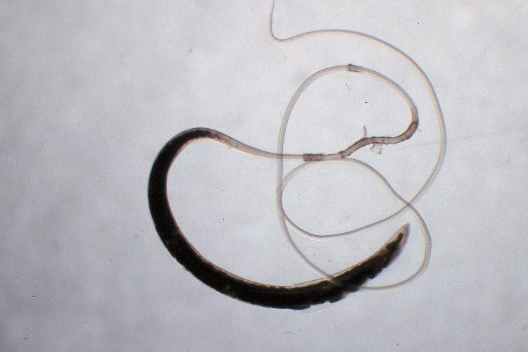 Trichuris adulto. Conocido cómo gusano látigo, es un parásito intestinal que puede afectar a mascotas.