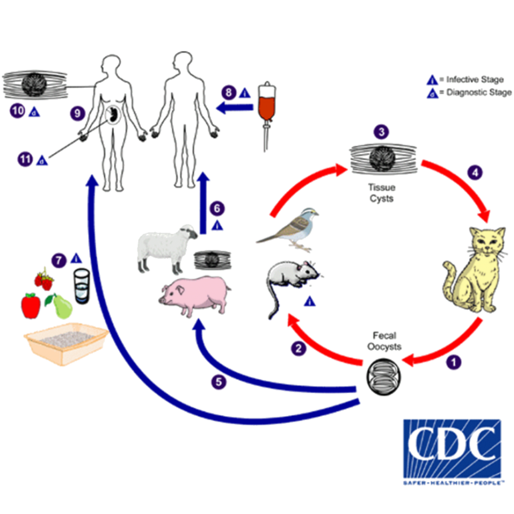 ciclo vital del protozoo coccidio toxoplasma gondii