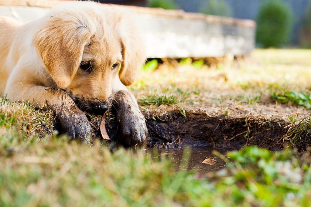 La infección por endoparásitos o parásitos internos, en mascotas cómo perros y gatos, se puede producir, entre otras vías, por contaminación ambiental, por la ingestión desde el medio ambiente, agua, tierra