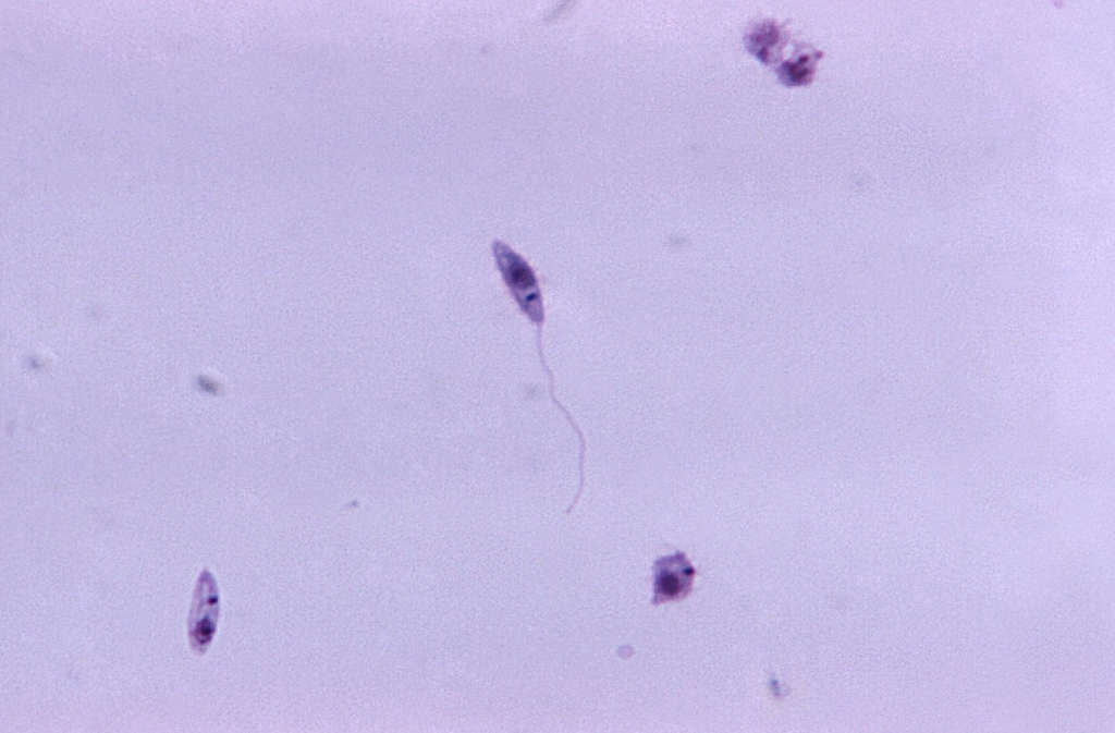 promastigotes de Leishmania, protozoo flagelado que transmite el mosquito flebotomo, y que causa leishmaniosis