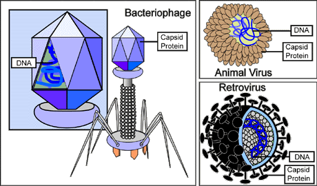 Tipos de virus según la forma de su cápside